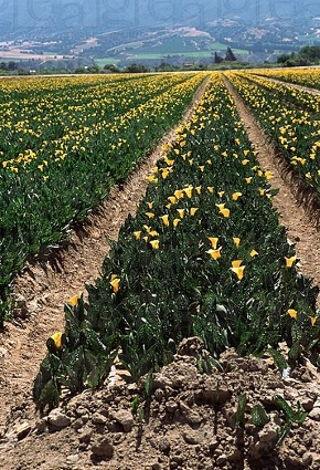 Field