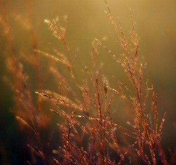 Grass Fire