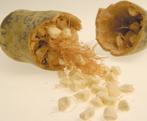 Baobab Fruit