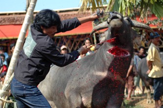 Buffalo sacrifice in Indonesia