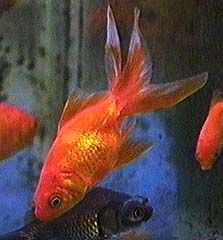 Zuvys, Fishes