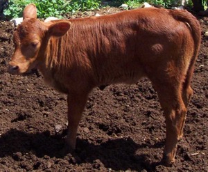 Red Heifer