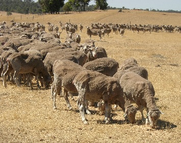 Adelaides avys