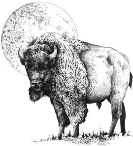 Bull-Bison