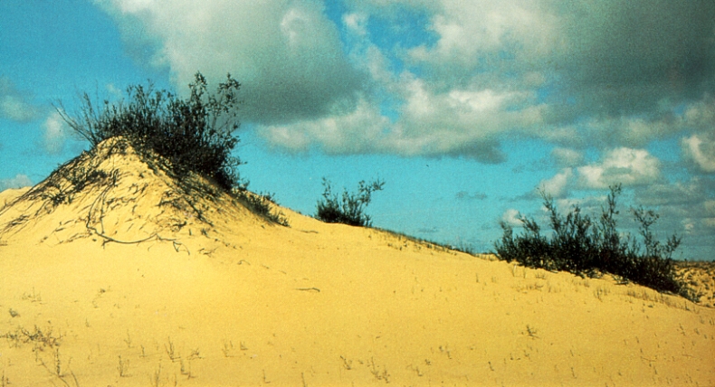 Nida's dune