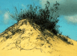 Lithuanian dune 1