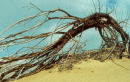 Lithuanian dune 2