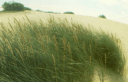 Lithuanian dune 3