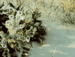 Lithuanian dune 4