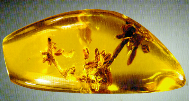 Amber with inclusion