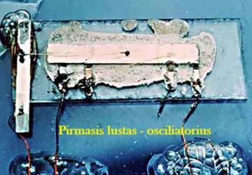 Oscilatorius