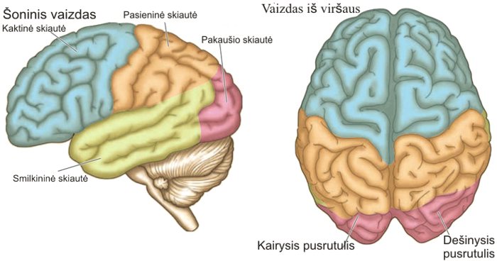 Brain lobes
