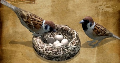 Eggs in birds nest