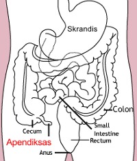 Apendix