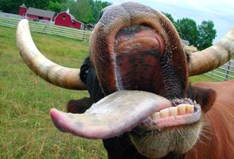 Crazy Cow